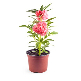 胭脂花单瓣凤仙花种子指甲花室内阳台盆栽庭院易活四季花卉种籽孑