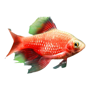 大帆玫瑰鲫原生冷水鱼草缸活体新手闯缸鱼耐低温小型活体好养易活