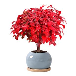 火焰南天竹盆栽红叶小盆景耐寒植物室内桌面好养观叶花卉四季绿植