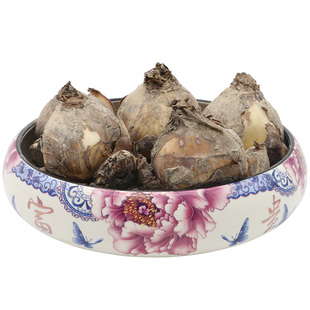 专用水仙花盆陶瓷盆无孔铜钱草碗莲睡莲水培花盆多肉花盆包邮