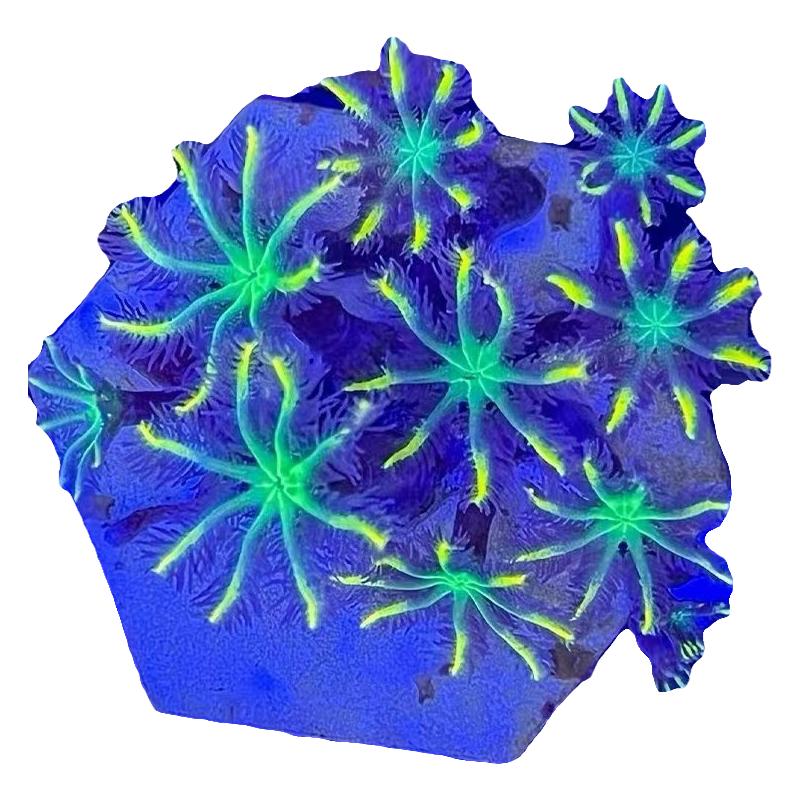 金边大手星花椰花珊瑚荧光绿软体海水缸入门活体新手易养造景生物