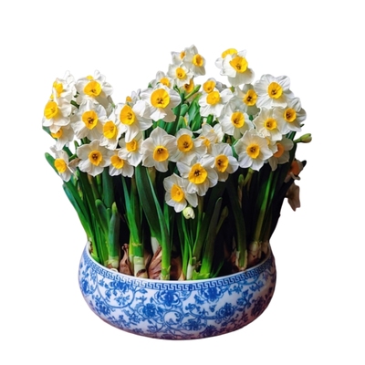 漳州水仙花种球水培植物耐寒花卉