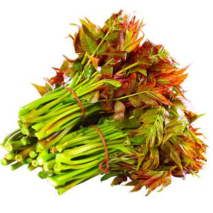 新鲜香椿芽现摘红油香椿春芽菜4斤头茬当季时令蔬菜整箱顺丰包邮