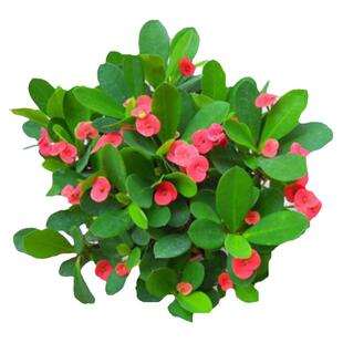 虎刺梅盆栽耐旱铁海棠带花苞四季开花室内办公阳台庭院花卉绿植物