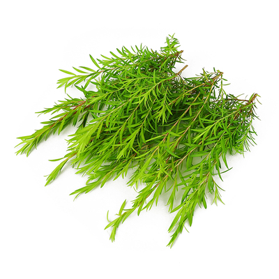 新鲜黄金柳芽烘焙蛋糕摆盘装饰