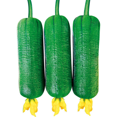 玉兔肉丝瓜种籽种子短棒丝瓜早熟耐热高产春季四季蔬菜苗孑种苗