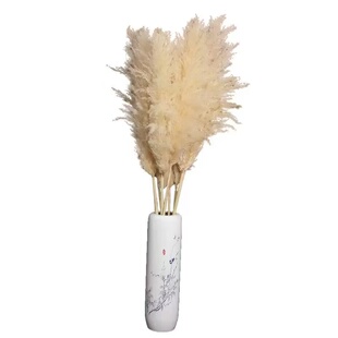 特价清仓芦苇蒲苇干花家居客厅阳台花束摆设婚庆拍摄道具真花花束