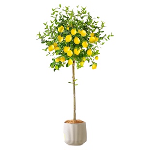 香水柠檬树带果盆栽客厅绿植大型植物室内阳台除甲醛禄植四季好养