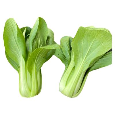 耐寒冬秀青梗菜种子种越冬耐抽苔