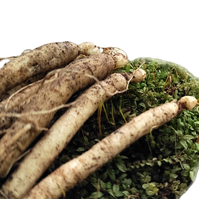 长白山种植盆栽带土包邮人参苗