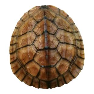 纯正石金钱龟温顺宠物龟小乌龟活物小青龟苗黄金龟苗纯正海南三线