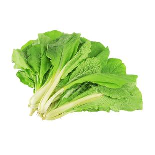 四季青梗速生小白菜种子/四季绿梗小白菜四季青帮小白菜 阳台盆栽