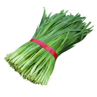 白根雪韭抗病高产汉中白根韭菜种子宽叶四季蔬菜红白根盆栽大田种