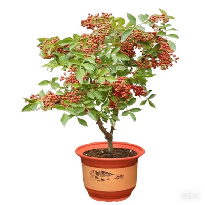 花椒苗树大红袍当年结果无