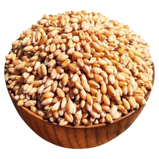 2025新小麦粒农家小麦子河南小麦芽面粉麦芽糖小麦草发芽1斤包邮