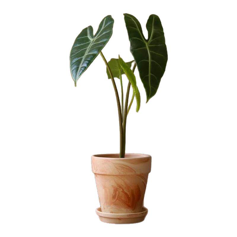 银脉箭叶海芋 Alocasia longiloba Miq 室内水培斑马海芋净化空气