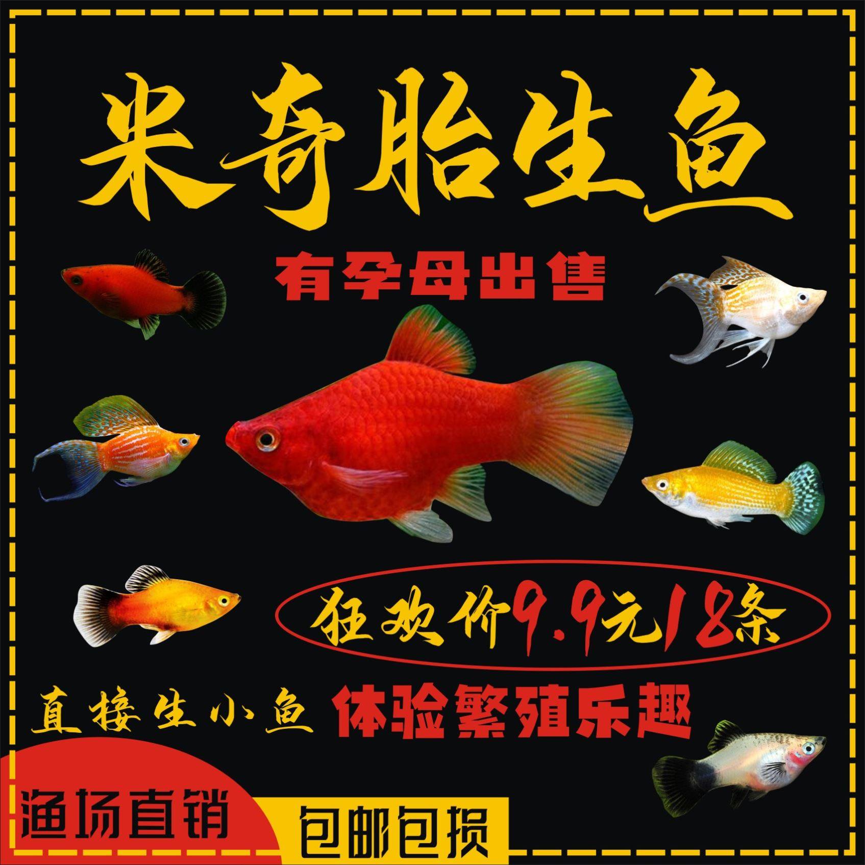 不打氧耐活冷水鱼小鱼活水草观赏鱼淡水鱼好养活耐养宠物鱼懒人