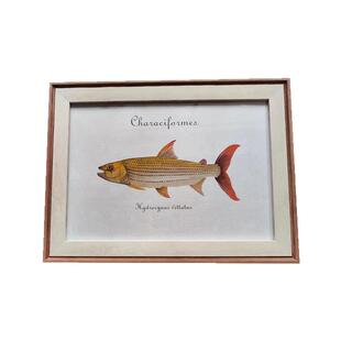 黄金猛鱼白金猛鱼加拉辛猛鱼装饰画打印画摆桌面挂墙上鱼装饰画