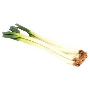 铁杆元藏大葱种籽日本钢葱种子孑春秋播四季大葱籽种高产蔬菜