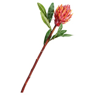 仿真过胶手感花南非火炬公主帝王花永生花束天然干花插花道具摆件