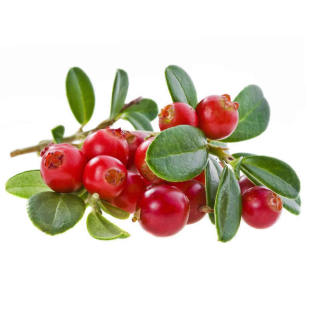 蔓越莓苗陆地盆栽蔓越橘鹤莓苗耐寒植物酸果蔓小红莓南方北方结果