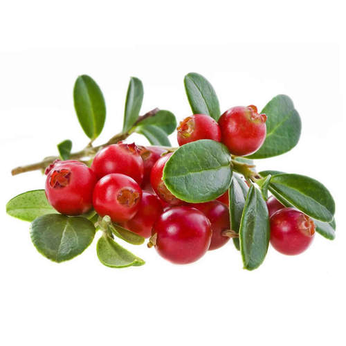 蔓越莓苗陆地盆栽蔓越橘鹤莓苗耐寒植物酸果蔓小红莓南方北方结果