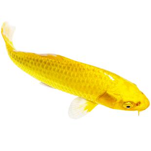 锦鲤活鱼淡水鱼黄金锦鲤龙凤观赏鱼活冷水鱼好养耐活鱼小锦鲤鱼苗