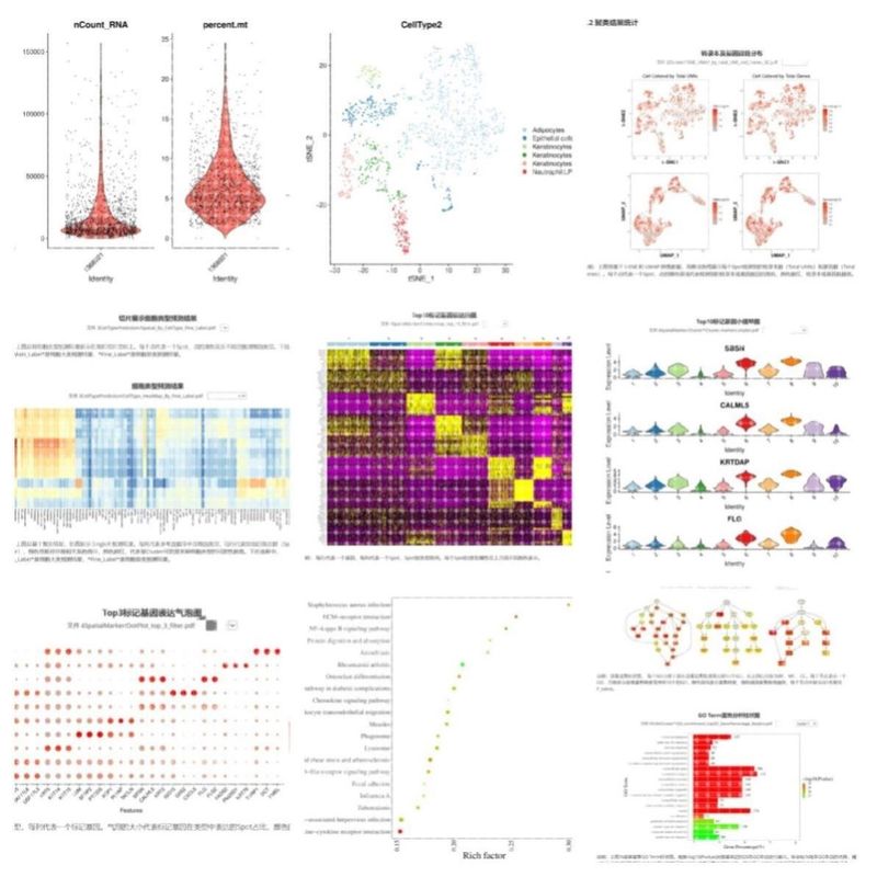 10xRNA单细胞原始数据分析10xST空转数据分析测序fastq数据分析