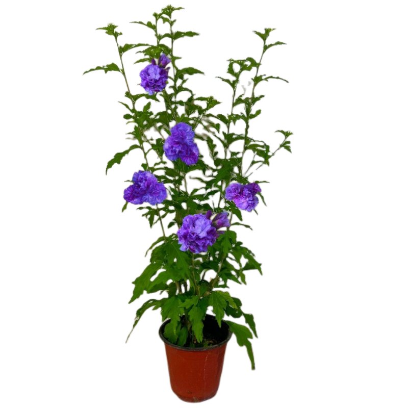 蓝莓冰沙木槿重瓣紫花夏开红花