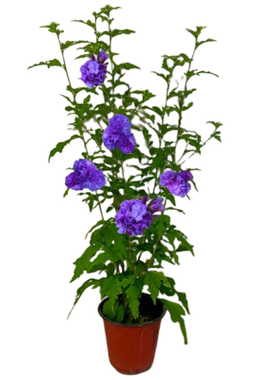 蓝莓冰沙木槿重瓣紫花夏开红花