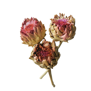 非洲进口重瓣帝王皇室系列霸王花天然干花艺术插花家居装饰摆设