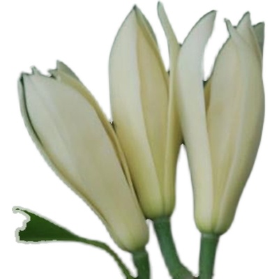 香香的缅桂花玉兰花鲜花