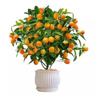 金桔树盆栽带果可食用四季橘子树苗室内客厅桌面植物好养绿植花卉