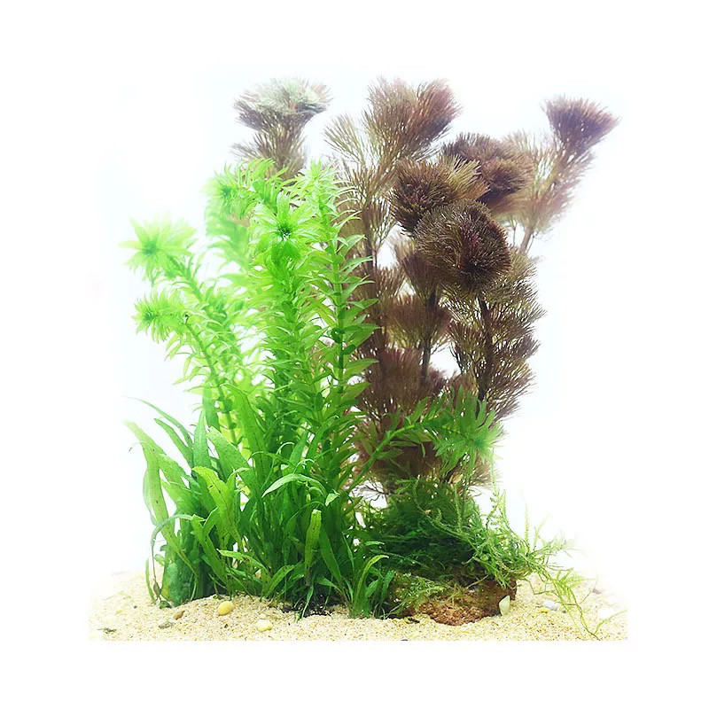 鱼缸造景水草活体套餐新手