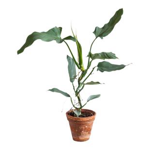 进口银叶蔓绿绒哈斯塔姆银剑蔓绿绒金属银叶 ins网红绿植盆栽耐阴