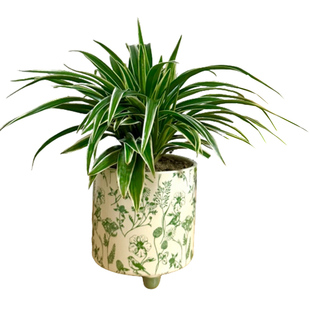 幽兰花金边吊兰盆栽盆景室内客厅办公室净化空气好养活四季绿植