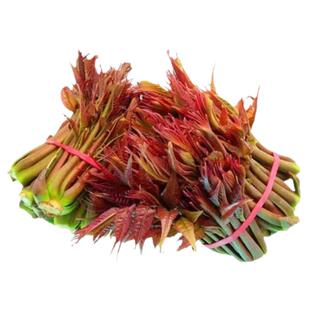 香椿芽新鲜嫩叶野生头茬红油嫩芽冷链包邮3斤当季野菜春芽香椿菜