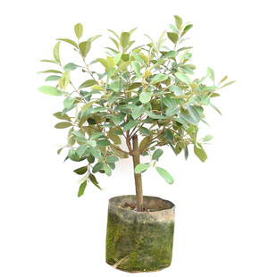 桃金娘苗树苗 捻子苗 岗稔子苗 野果花卉盆栽 广西发货 当年结果