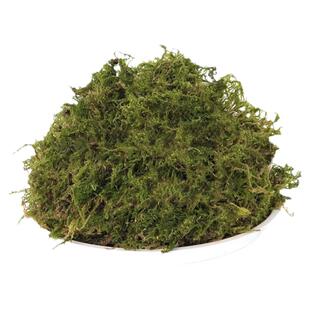 干苔藓蝴蝶兰专用水苔爬宠乌龟冬眠垫材种植营养土乌龟窝造景青苔