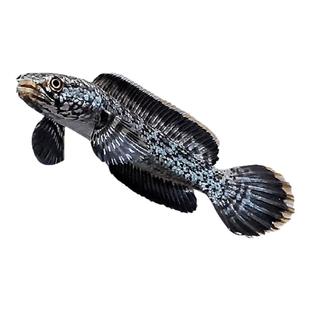 钴蓝雷龙鱼阿萨姆奶茶雷龙 小型雷龙包邮包活 肉食性猛鱼热带鱼