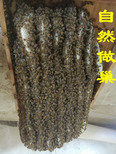 带王蜜蜂活群阿坝中蜂王双色红背产卵种蜂王土蜂出售笼蜂中蜂蜂群