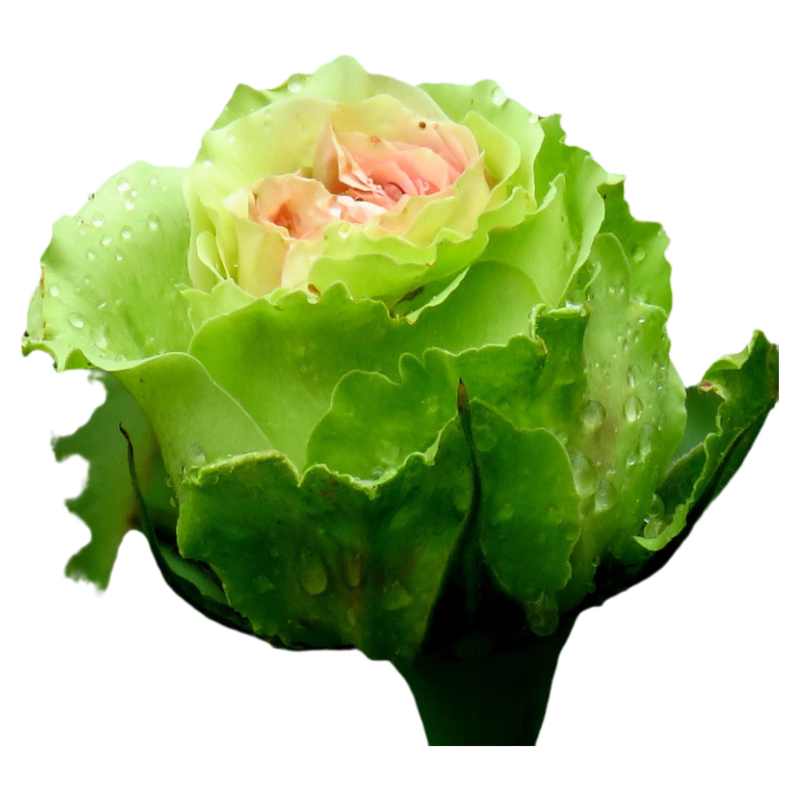 绿星大花月季花苗绿色玫瑰多季开花庭院阳台浓香花卉盆栽好养植物