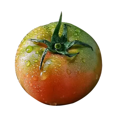 丹东铁皮柿子铁皮柿子丹东西红柿