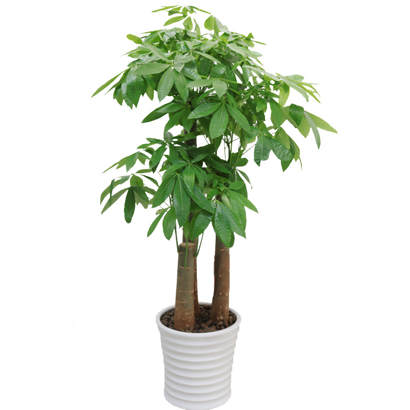 发财树盆栽同城开业乔迁客厅植物