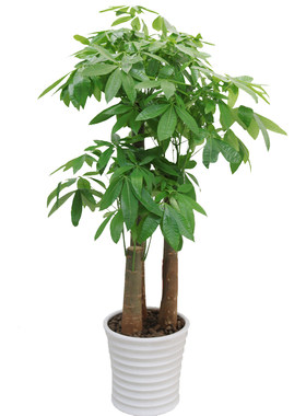 发财树盆栽同城开业乔迁客厅植物