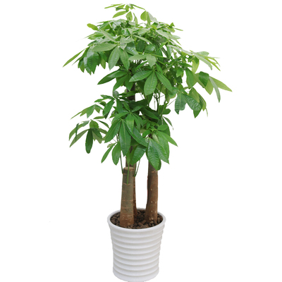 发财树盆栽同城开业乔迁客厅植物