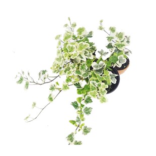 塔莎的花园 常春藤雪莹观叶花卉植物多年生常绿室内阳台