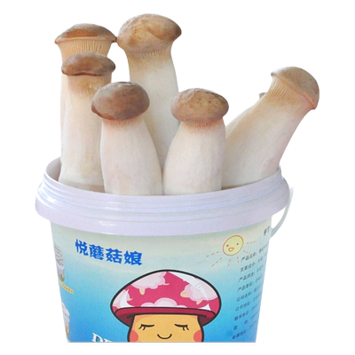 杏鲍菇菌包蘑菇菌包盆栽食用菌包菌棒蘑菇种植菌包菌种多肉种植