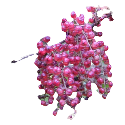 灌木花木兰草籽：护坡灌木种子