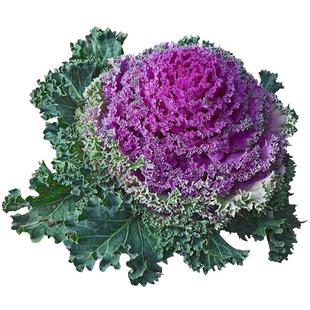 羽衣甘蓝种子种籽孑苗蔬菜苗四季雨衣秋后种的菜适合冬季幼苗冬天